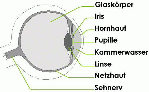 [View 45+] Skizze Auge Beschriftung intérieur Arbeitsblatt Bestandteile Des Auges