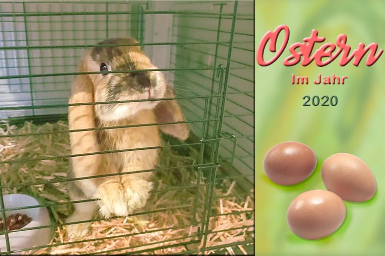 Wann Ist Ostern 2020 – Ostern 2021 – 04.04.2021 / Damit Findet Ostern tout Die Osterfeiertage Und Ihre Bedeutung Wann Ist Ostern 2020 – Ostern 2021 – 04.04.2021 / Damit Findet Ostern tout Die Osterfeiertage Und Ihre Bedeutung