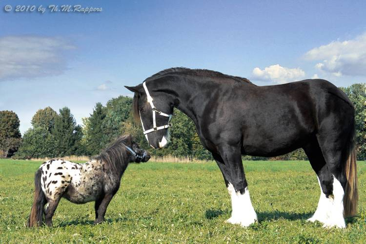 Wie Gut Kennst Du Pferde? pour Kleinstes Pferd Der Welt/Fallabella