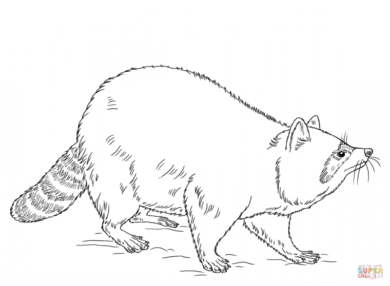 coloring page raccoon