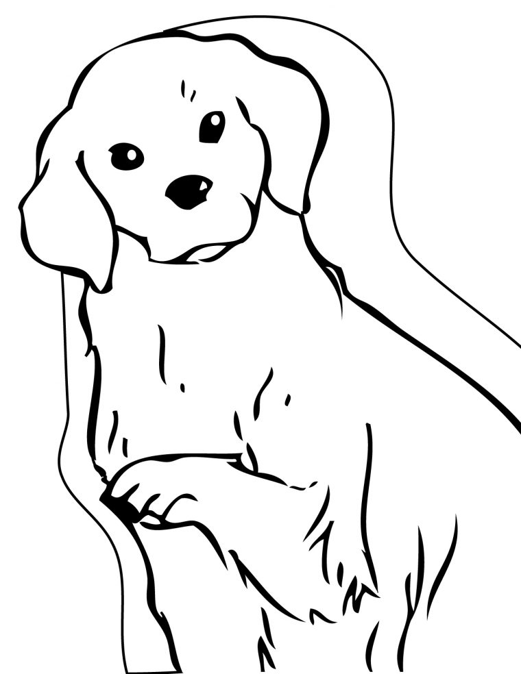 coloring pages golden retriever