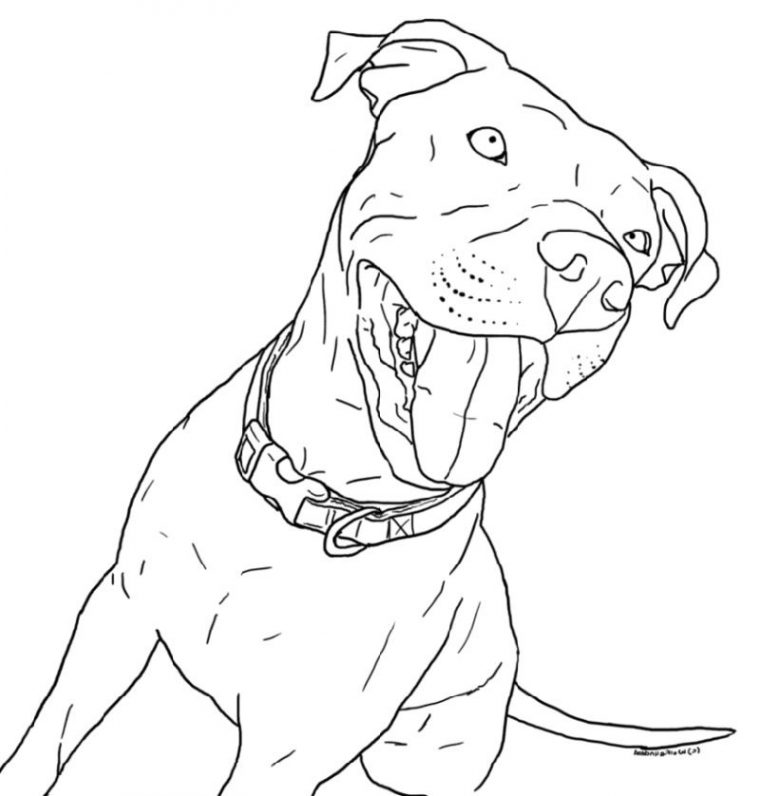 pitbull coloring pages