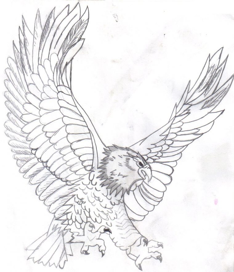 coloring page bald eagle