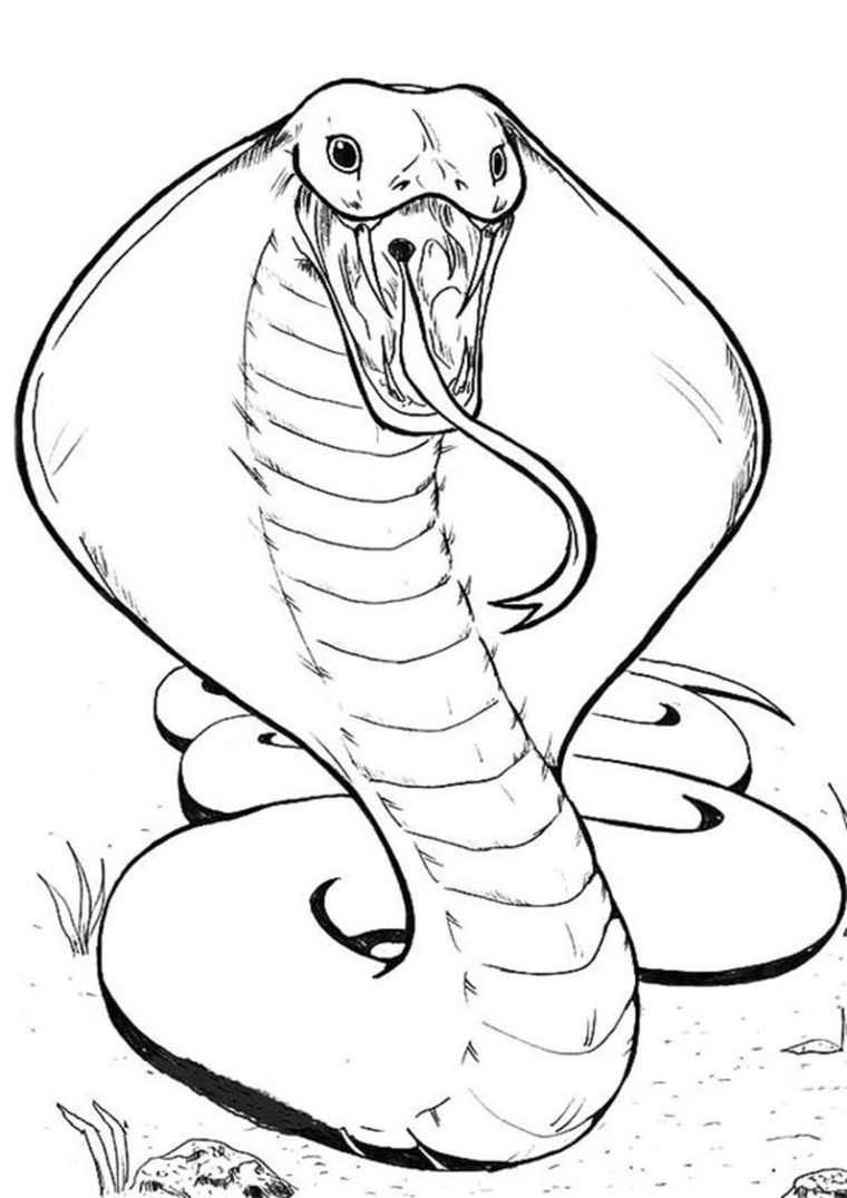 coloring pages snakes