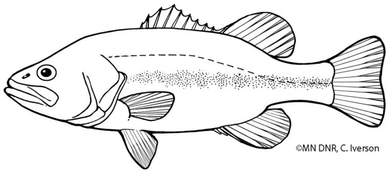 bass fish coloring page