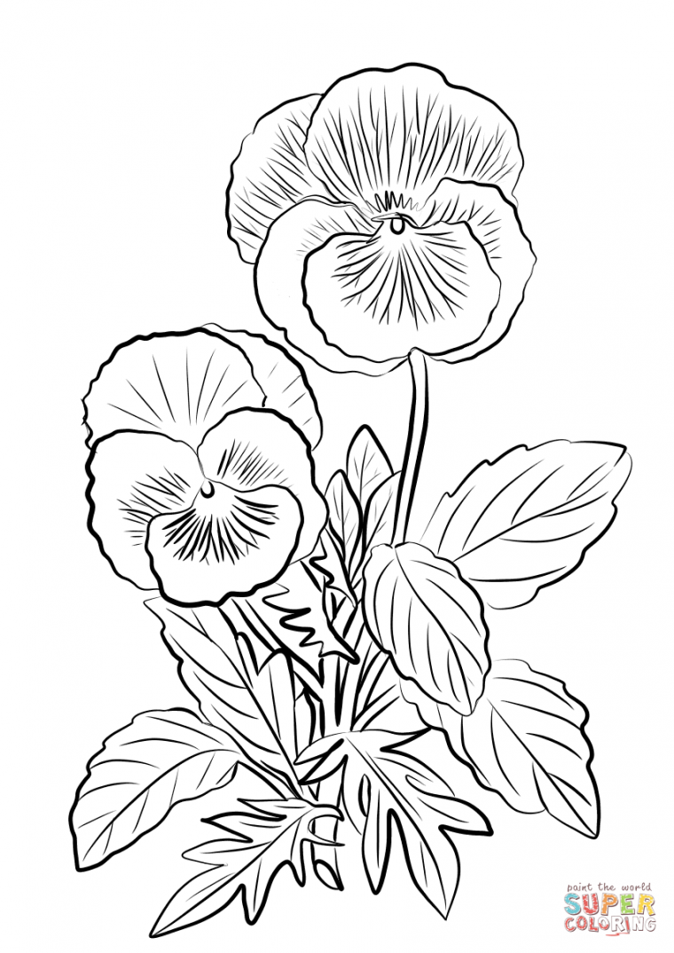 pansy coloring page