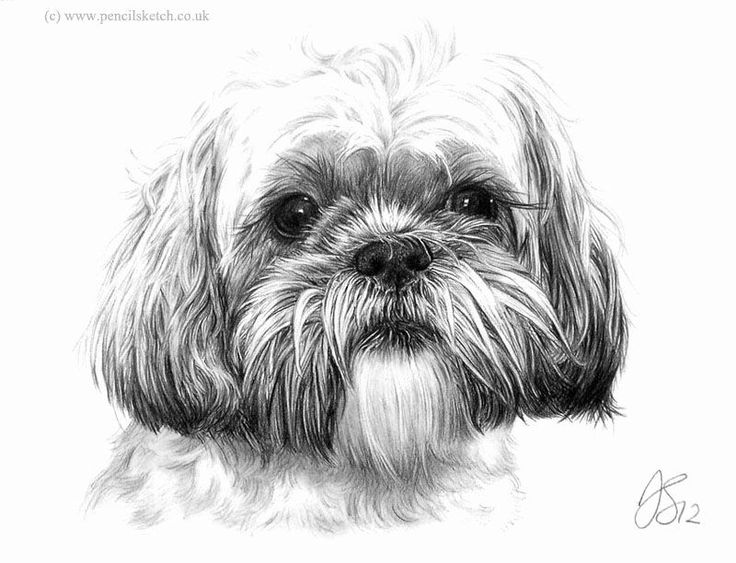 shih tzu coloring pages
