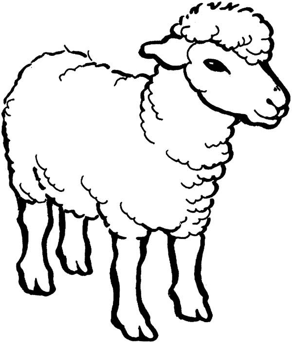 sheep coloring page free