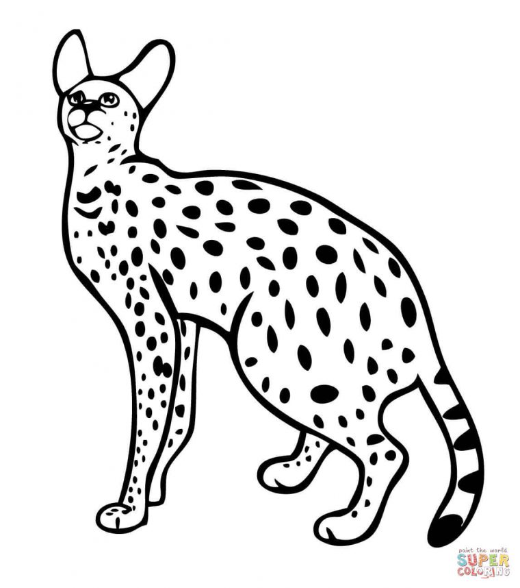 wildcat coloring page