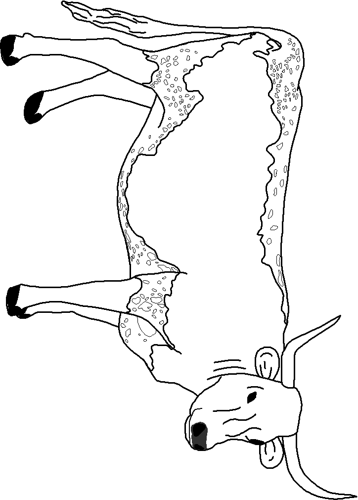 texas longhorn coloring page
