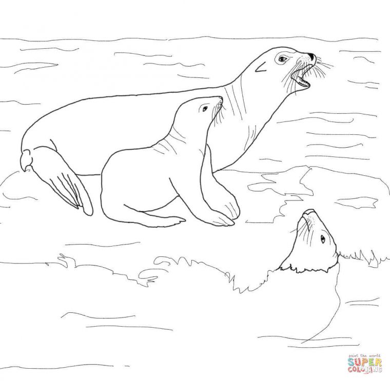 sea lion coloring pages