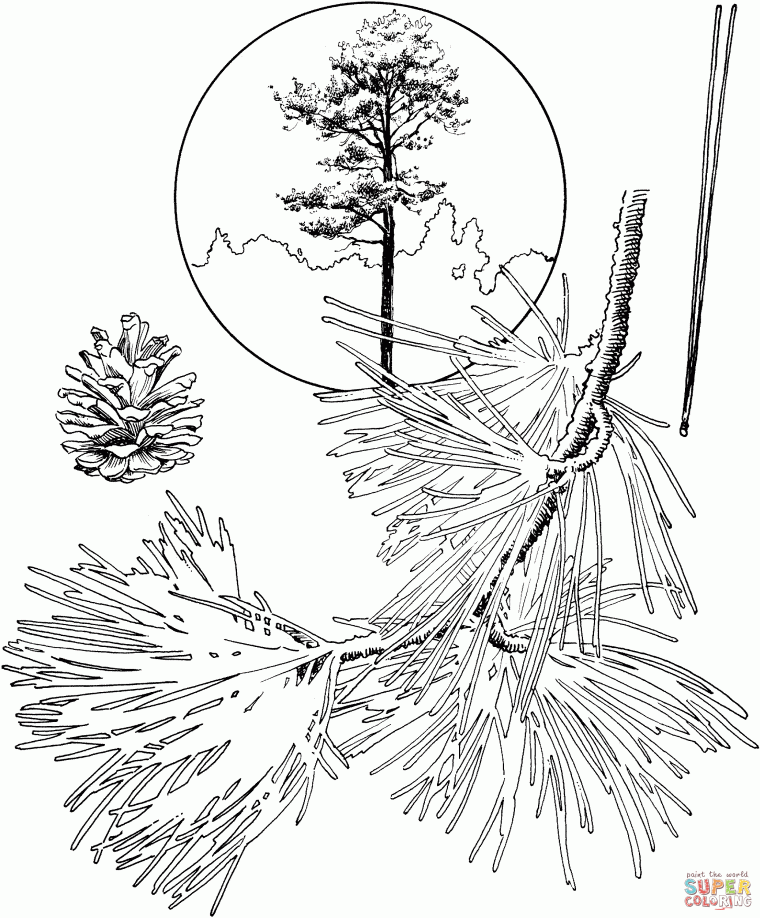 pine tree coloring pages