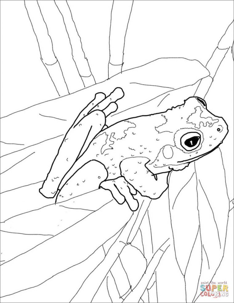poison dart frog coloring pages