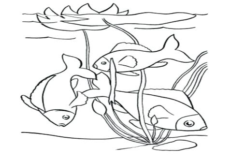 pond animals coloring pages