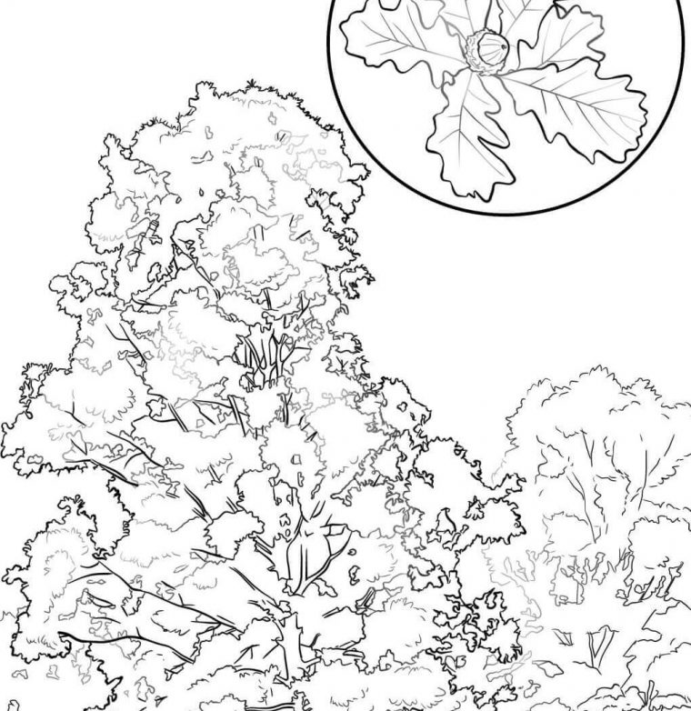 oak tree coloring page