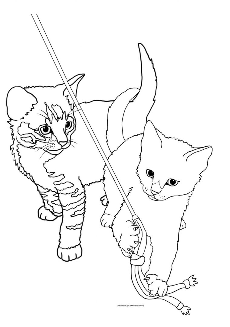 realistic kitten cat coloring pages