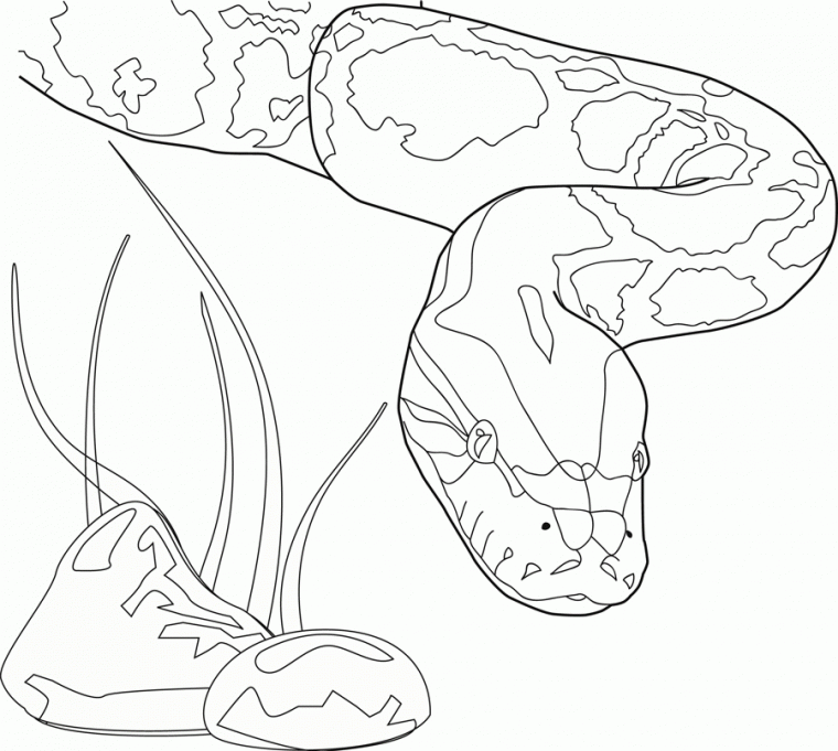 python coloring page python coloring page
