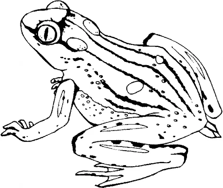 tree frog coloring pages