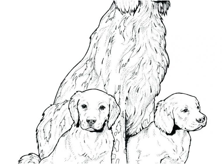 labrador retriever coloring page