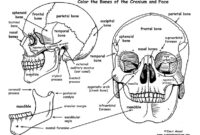skull anatomy coloring pages