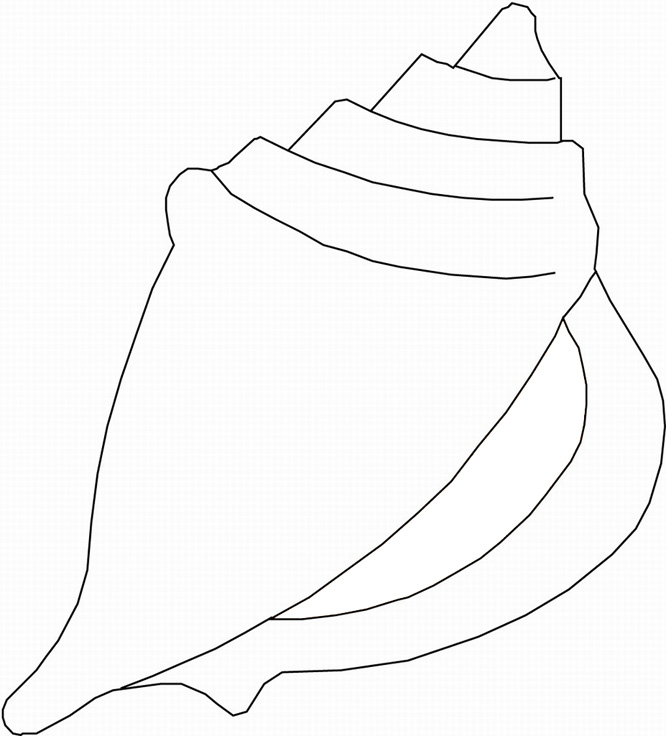 shells coloring page shells coloring page