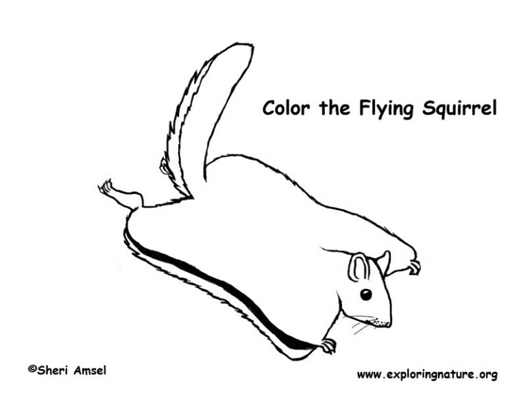 flying squirrel coloring page