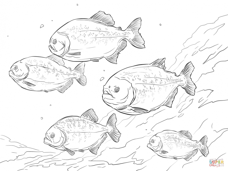 piranha coloring pages