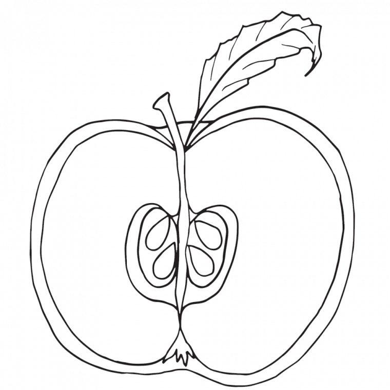 parts of an apple coloring page