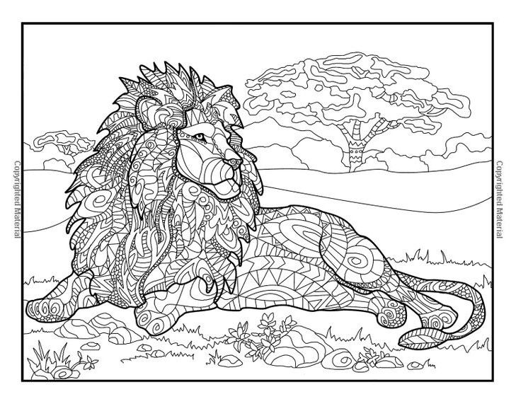 lion and tiger fighting coloring pages