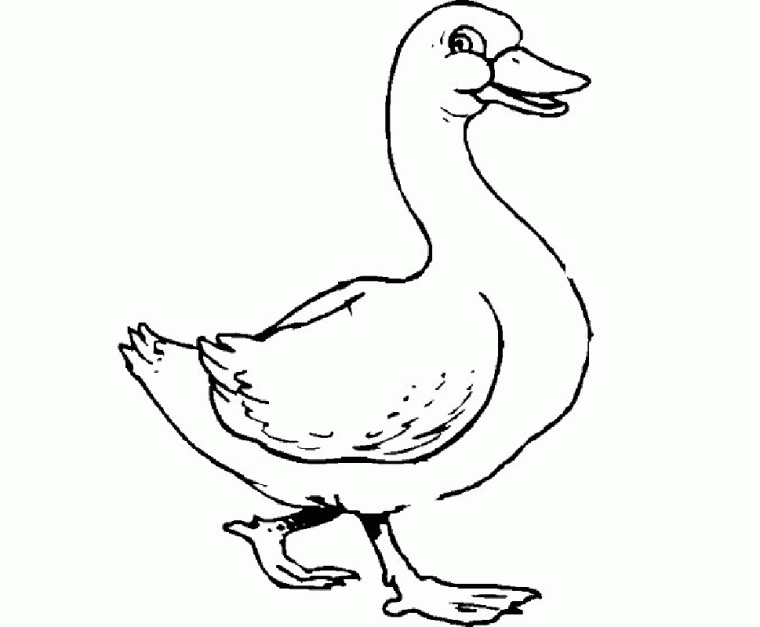 mallard duck coloring pages