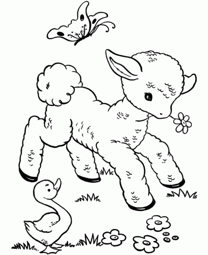 sheep coloring pages free