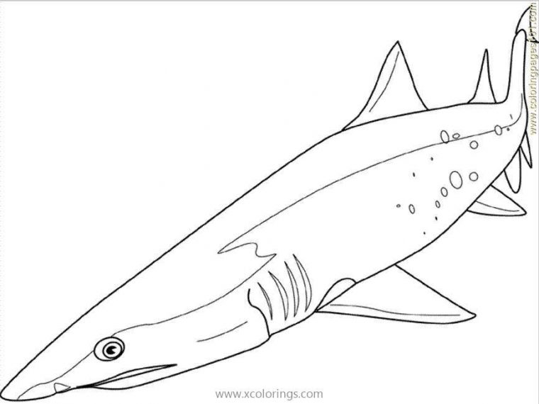 mako shark coloring page