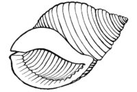 seashell printable coloring pages