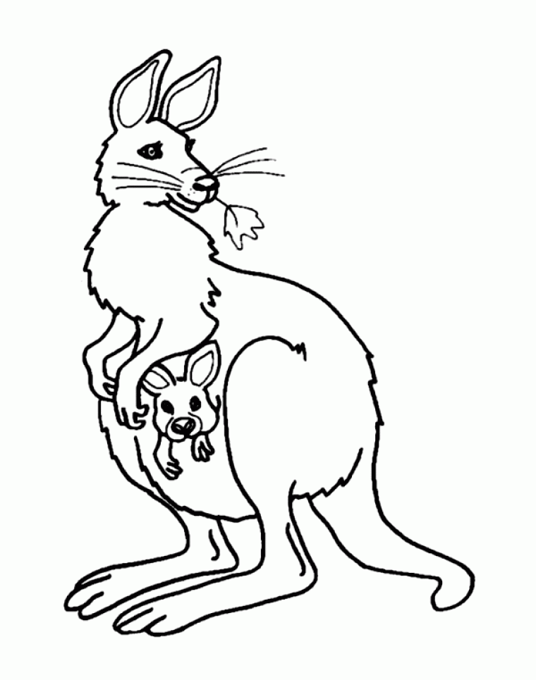 kangaroo coloring page free