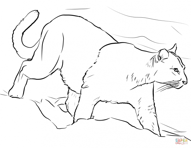 mountain lion coloring page