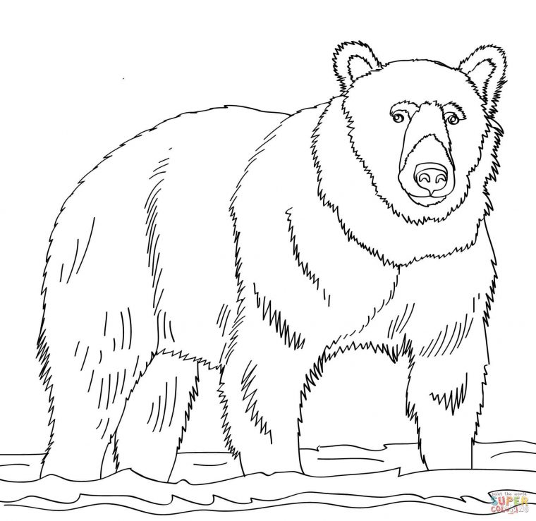 bear coloring pages for adults