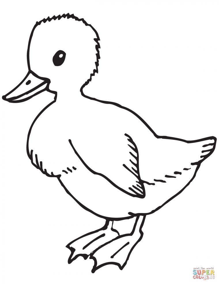 duckling coloring pages