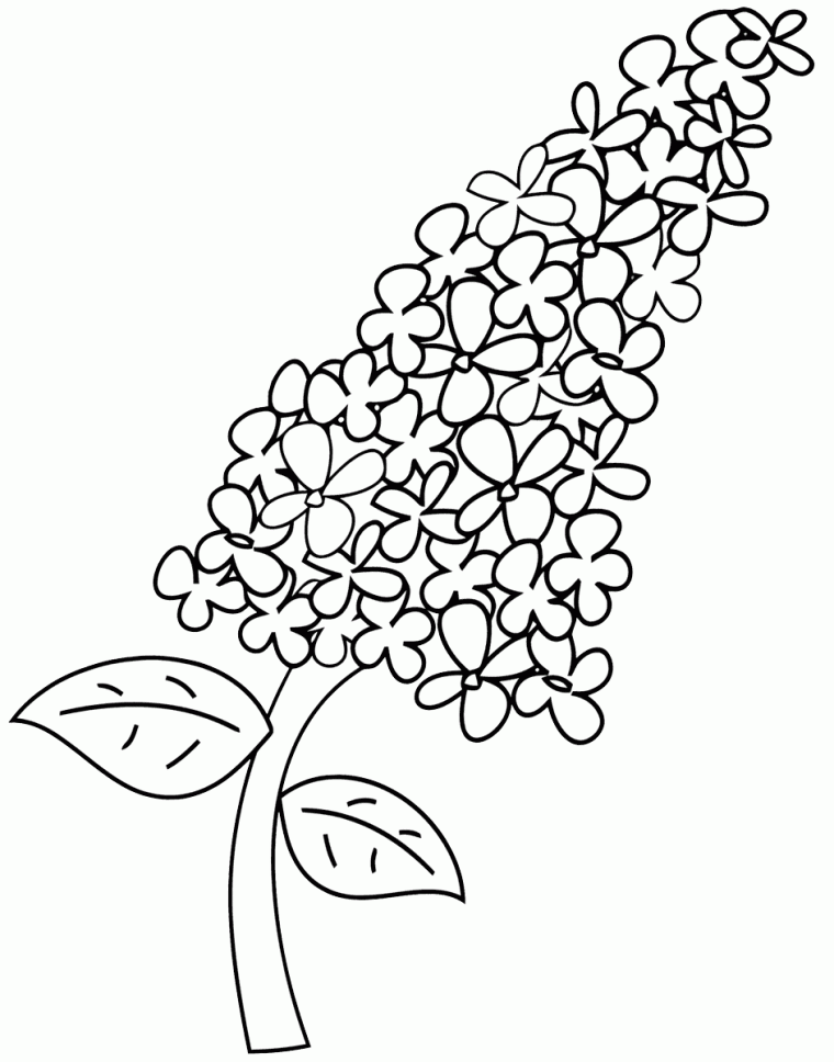 lilac coloring page