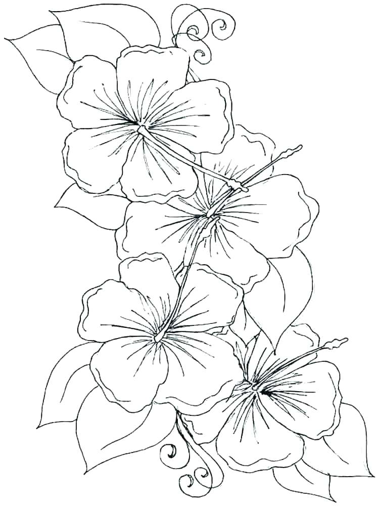 orchid coloring pages