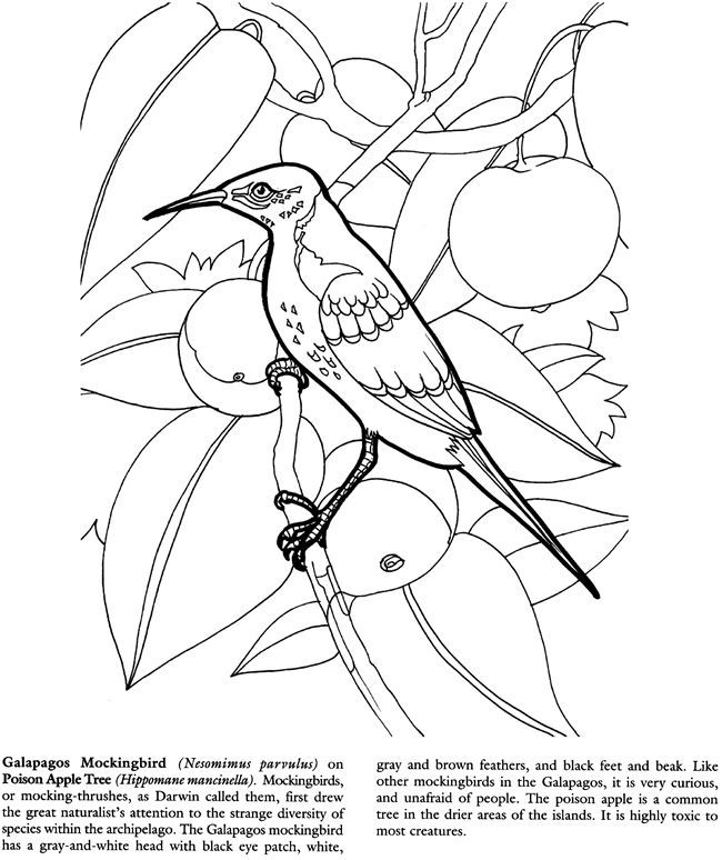mockingbird coloring page