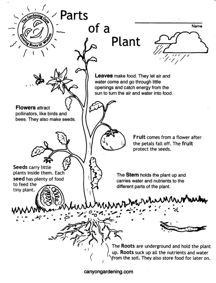 plant parts coloring page