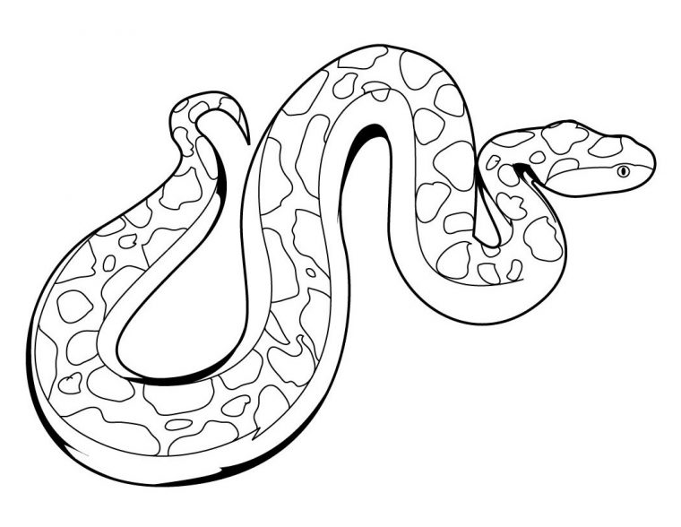 rainforest animal coloring pages