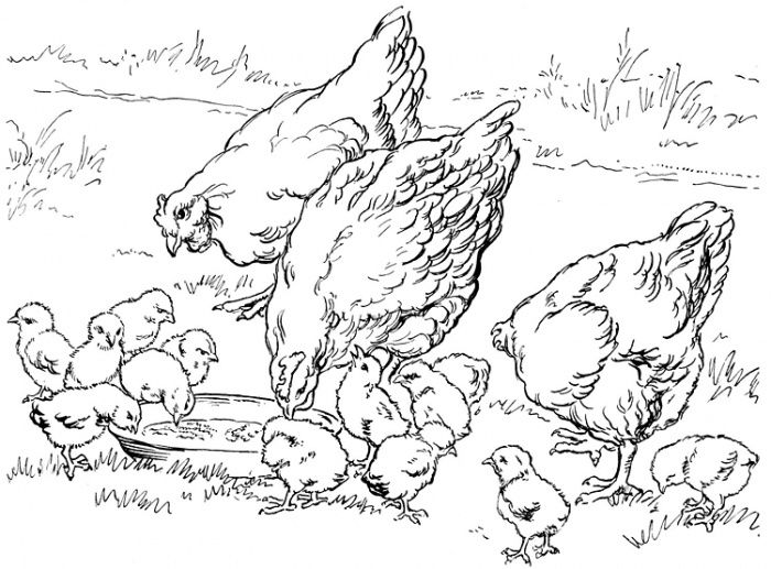 realistic farm animal coloring pages