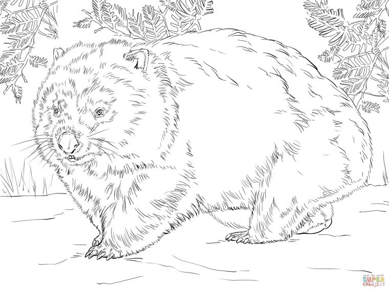 wombat coloring page