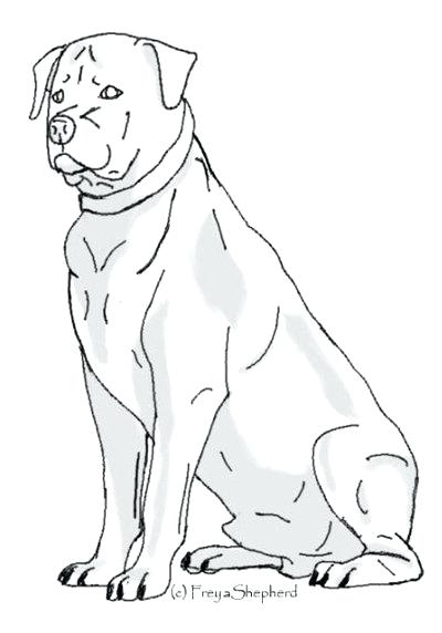 rottweiler coloring pages