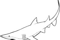 sharks printable