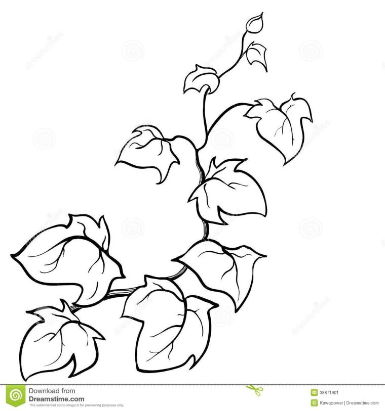 vine coloring page