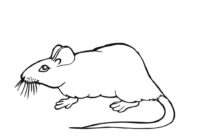 rat coloring pages rat coloring pages