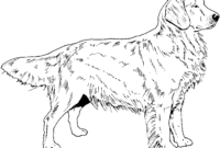 coloriage golden retriever coloriage golden retriever
