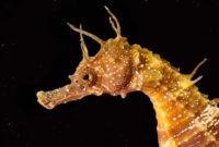 sind seepferdchen fische sind seepferdchen fische